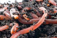 Red Earth Worms