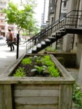 Garden Bed on Mackay Street